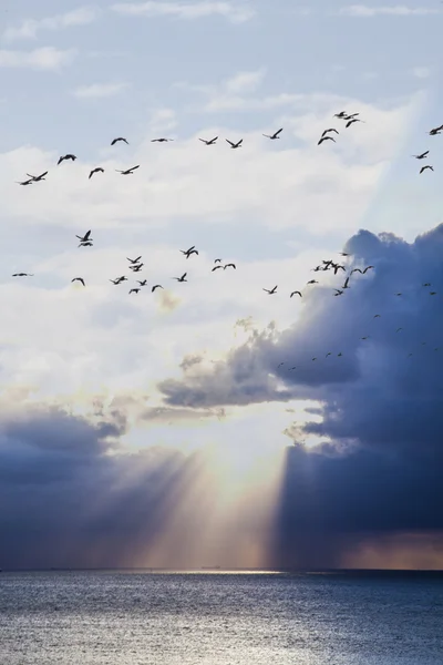 Tramonto colorato con uccelli che volano — Foto Stock