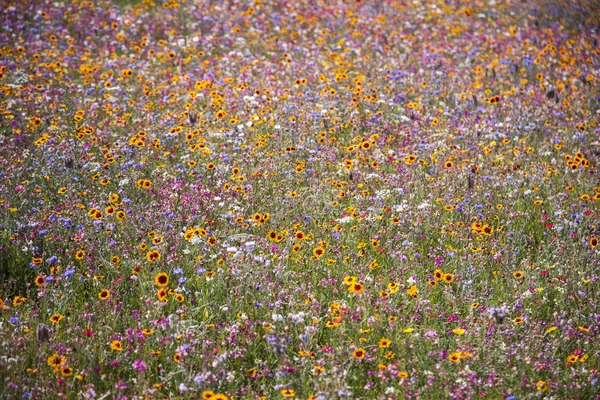 Flower field — Stock Photo, Image