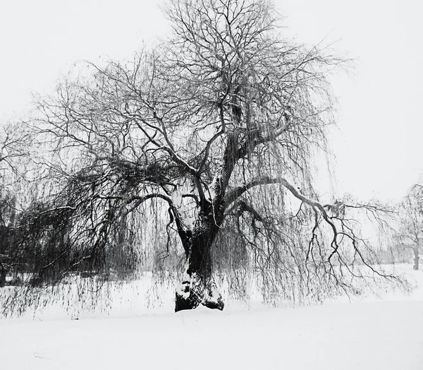 겨울철에 나무 — 스톡 사진