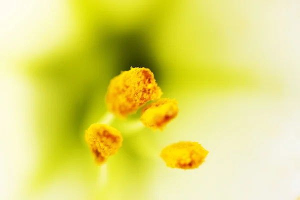 Flor amarilla macro — Foto de Stock