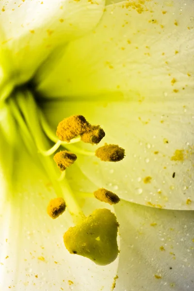 Flor amarilla macro — Foto de Stock