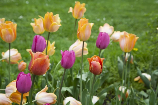 Bunte Blumen im Feld — Stockfoto