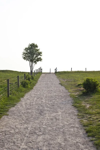 Eenzame boom in veld — Stockfoto