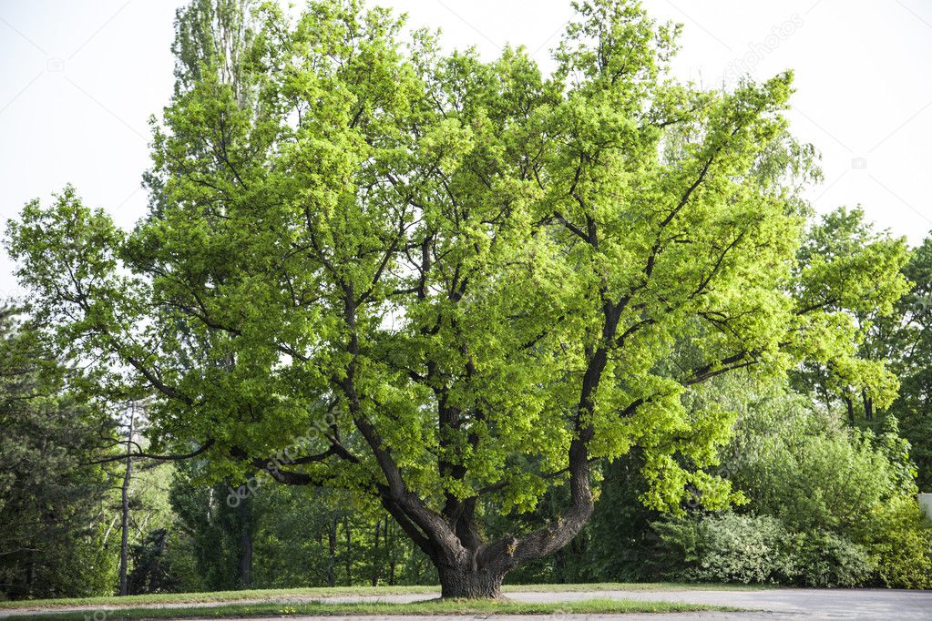 Big green tree