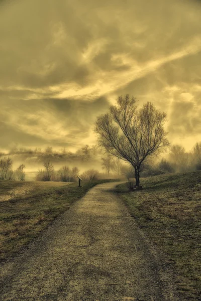 Misty morning in the park — Stock Photo, Image