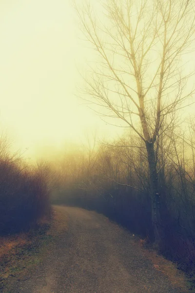 雾的早晨在公园里 — 图库照片
