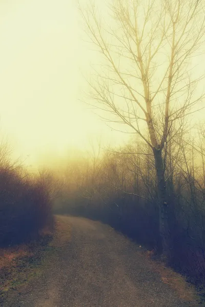 Misty morning in the park — Stock Photo, Image