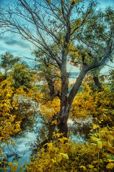 Bela árvore na floresta junto ao rio — Fotografia de Stock