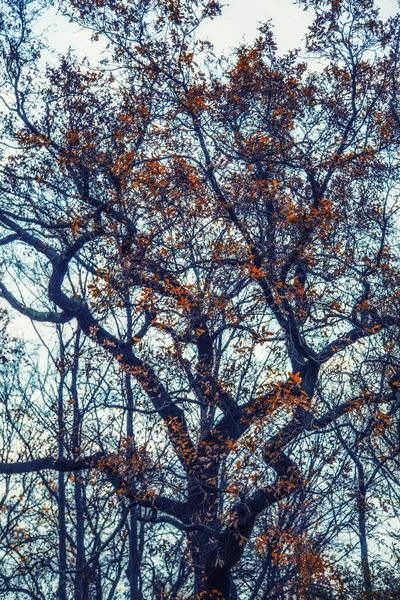 Bel arbre en automne — Photo