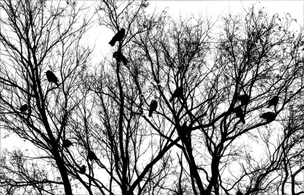 Vögel auf dem Baum — Stockfoto