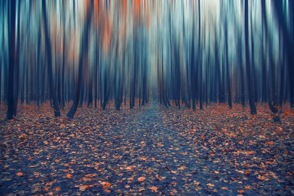 抽象的森林，在秋天的时间 — 图库照片