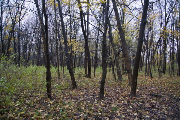 Autumn forest — Stock Photo, Image