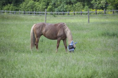 yeşil alan yatay, at nalı