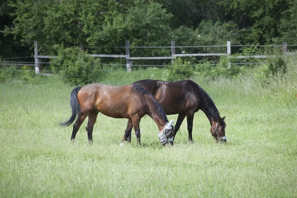 Green field landscape with horses — Stock Photo, Image