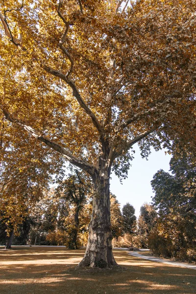 Лесные деревья — стоковое фото