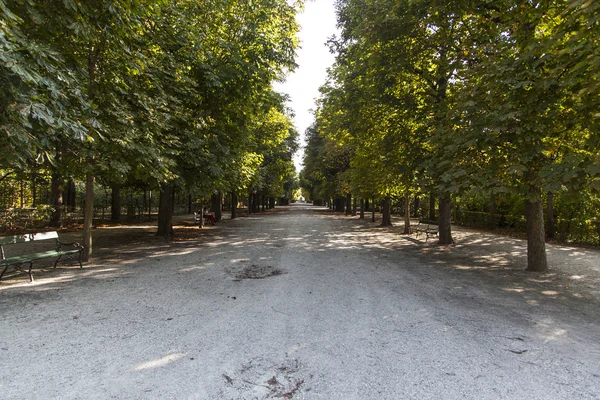 Alberi forestali — Foto Stock