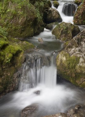 Yeşil orman şelale