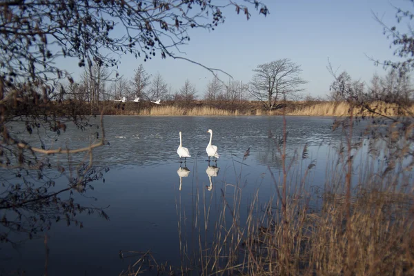 Hermoso mar y cisnes — Foto de Stock