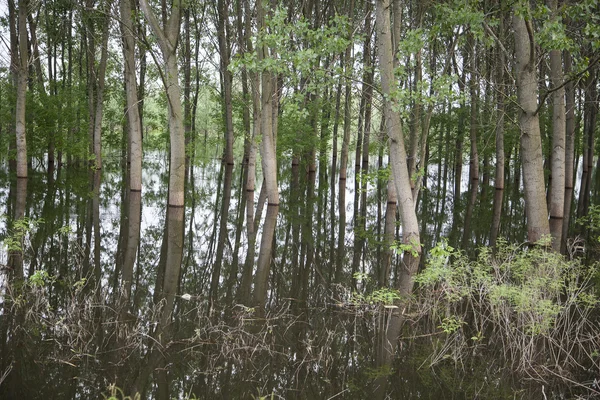 Зелений ліс у воді — стокове фото