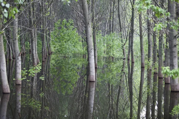 Floresta verde na água — Fotografia de Stock
