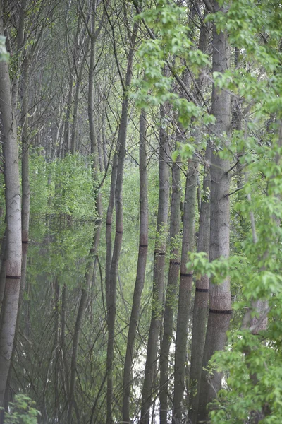 Зелений ліс у воді — стокове фото