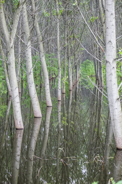 Bosque verde en el agua — Foto de Stock