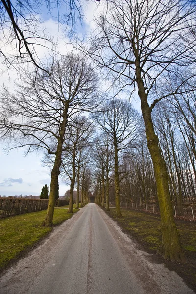 Big trees and road in the middle — Stock Photo, Image