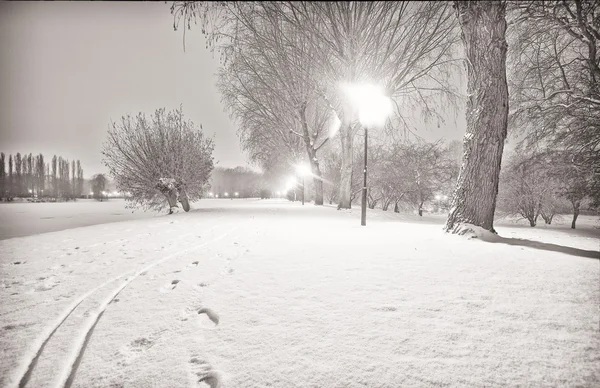 Witer night in the park — Stock Photo, Image