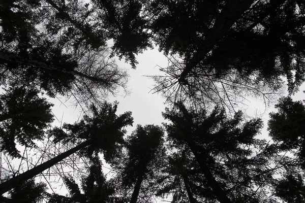 Waldbäume — Stockfoto