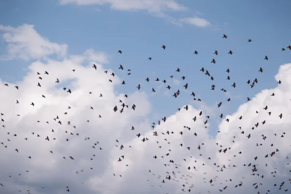 Vögel fliegen — Stockfoto