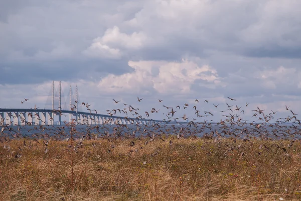 Vögel fliegen in der Nähe der oresunds-Brücke, oresundsbron — Stockfoto