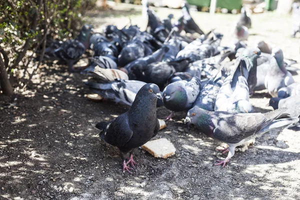 Pigeons on the market — Stock Photo, Image