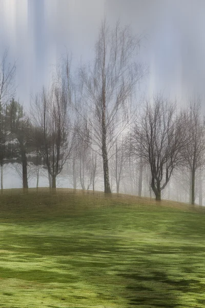 Misty morning in forest — Stock Photo, Image