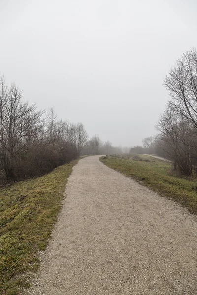 Misty morning in forest — Stock Photo, Image