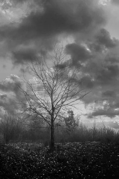 Abstrakte Landschaft mit Baum — Stockfoto