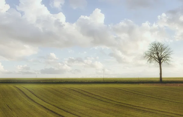 Abstrakte Landschaft mit Baum — Stockfoto