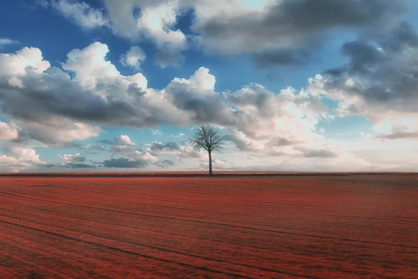 Paesaggio dell'albero — Foto Stock