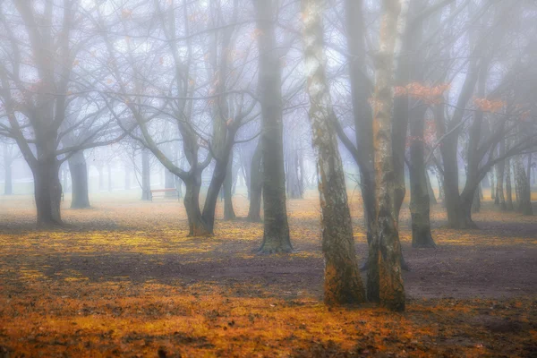 Nebliger Morgen im Park — Stockfoto