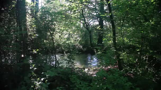 River in green forest — Stock Video