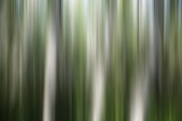 Orman soyut — Stok fotoğraf