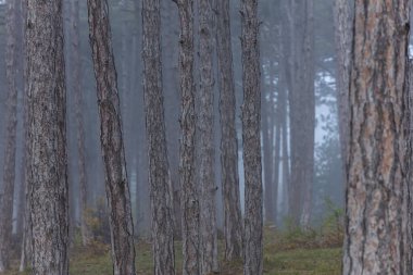 Ormanda güzel çam ağaçları, doğa