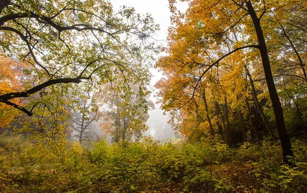 Hermoso Paisaje Otoñal Con Árboles Niebla — Foto de Stock