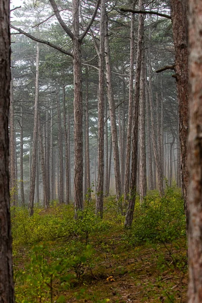 Красивые Сосны Лесу Природа — стоковое фото