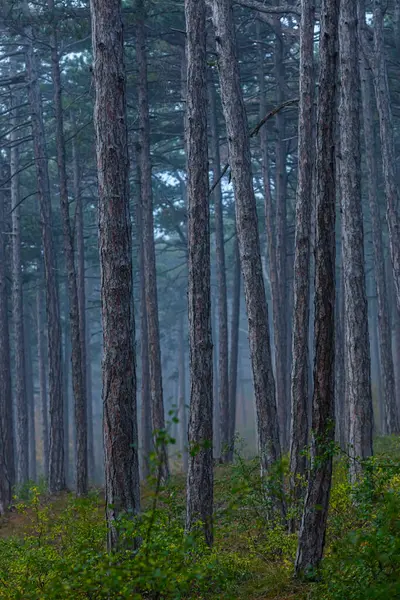 Piękne Sosny Lesie Przyroda — Zdjęcie stockowe