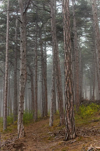 森林中美丽的松树 大自然 — 图库照片