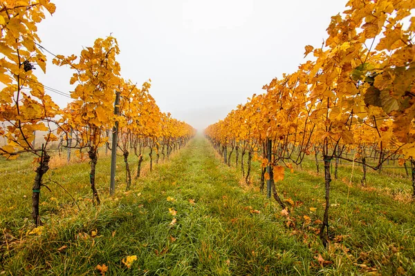 Mooie Rijen Druiven Wijngaard — Stockfoto