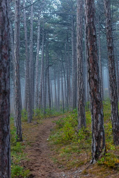 Belos Pinheiros Floresta Natureza — Fotografia de Stock
