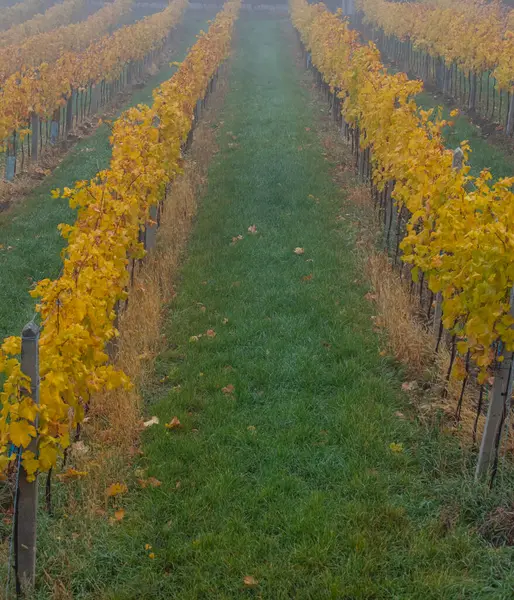 Belles Rangées Raisins Sur Vignoble — Photo