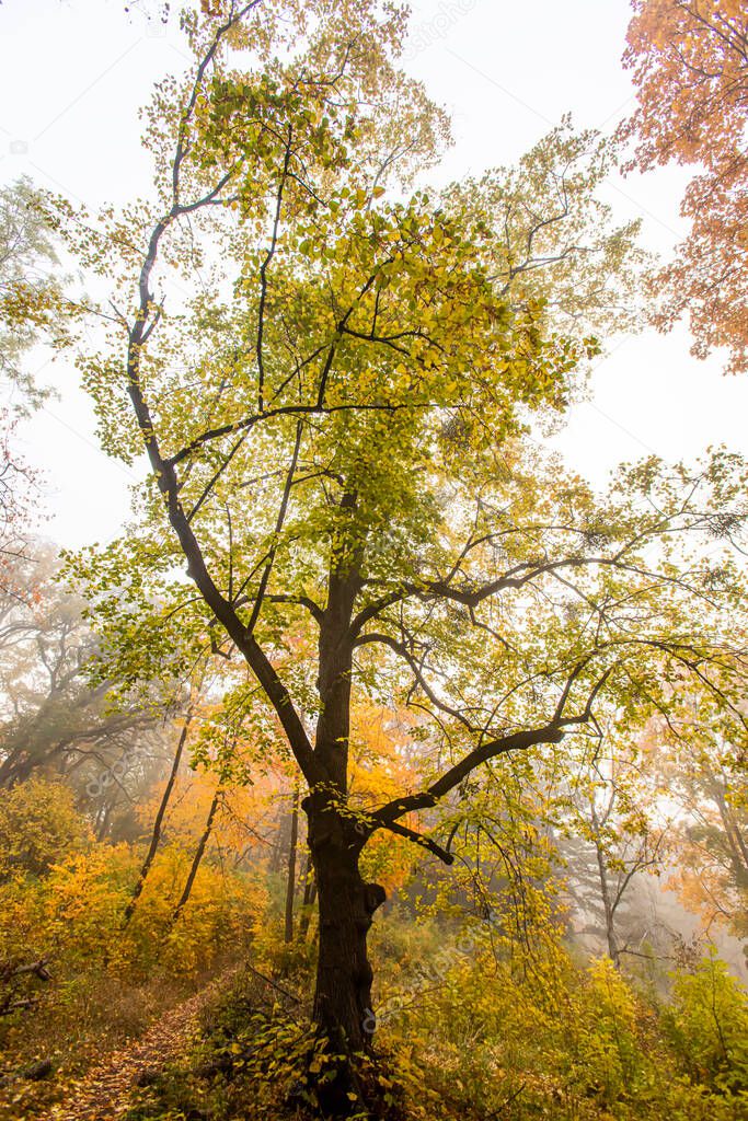 beautiful autumn landscape with trees and fog 