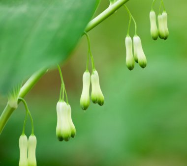 Mührüsüleyman (Solomon's Seal) bitki